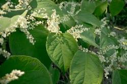 Plants with small white flowers found during CSAM field work.