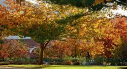 Image of fall foliage