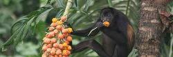 howler monkey eating in a tree