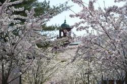 campus withe flowers